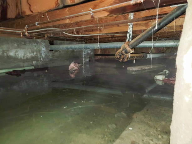 Best Professional water damage repair  in Freer, TX